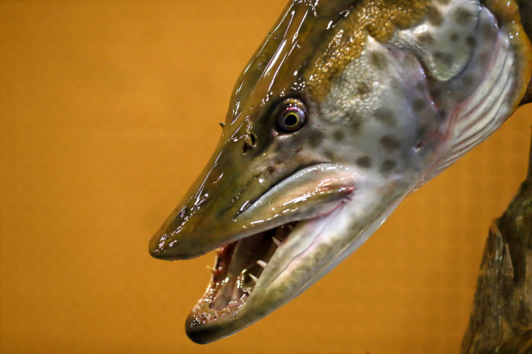 2019 World Taxidermy & Fish Carving Championships in Springfield, Mo.
